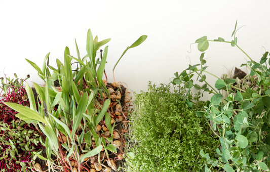 Τι είναι τα microgreens;