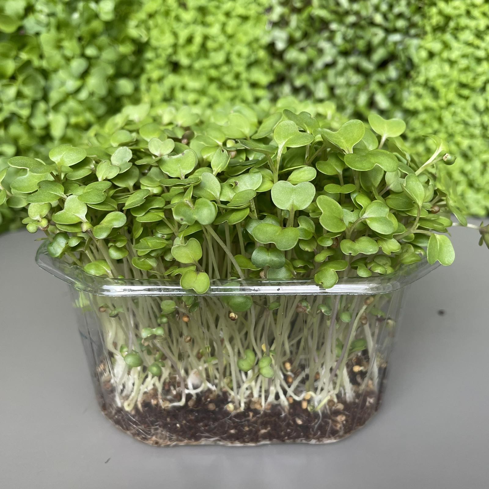 Μουστάρδα, black mustard microgreen