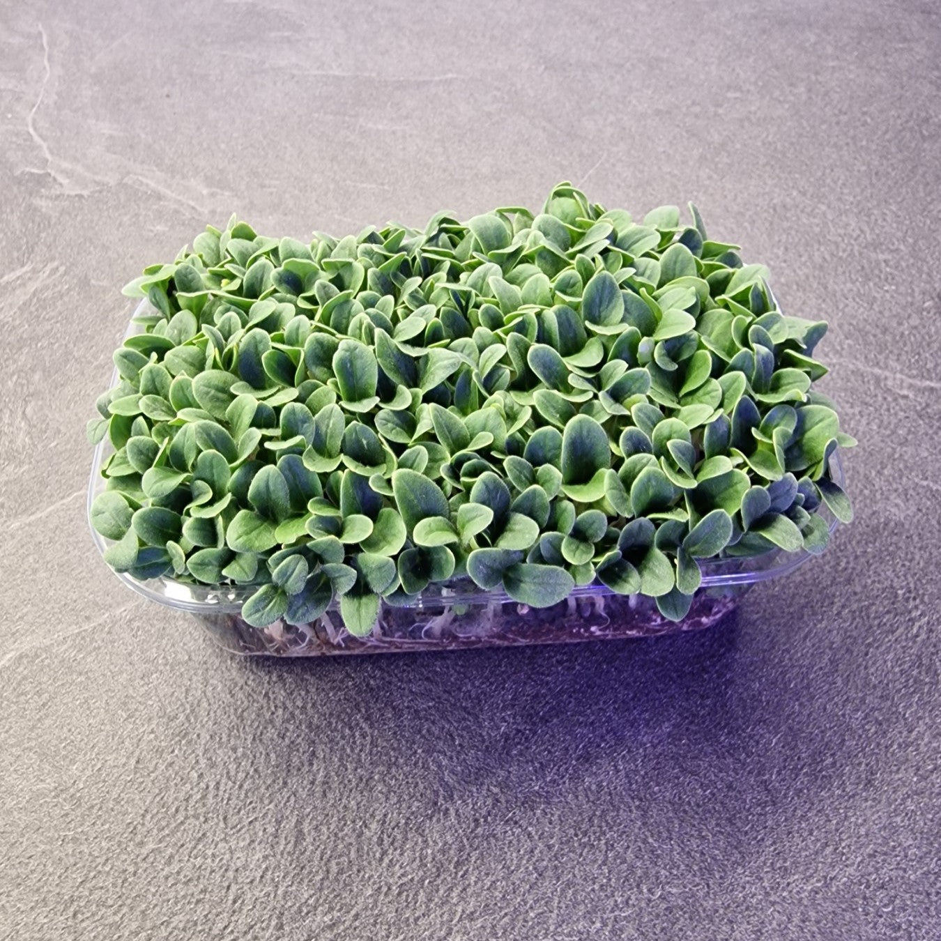 Borage, violet microgreen