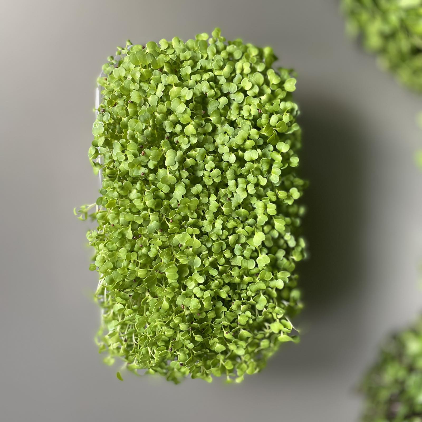 Μπρόκολο, broccoli microgreen