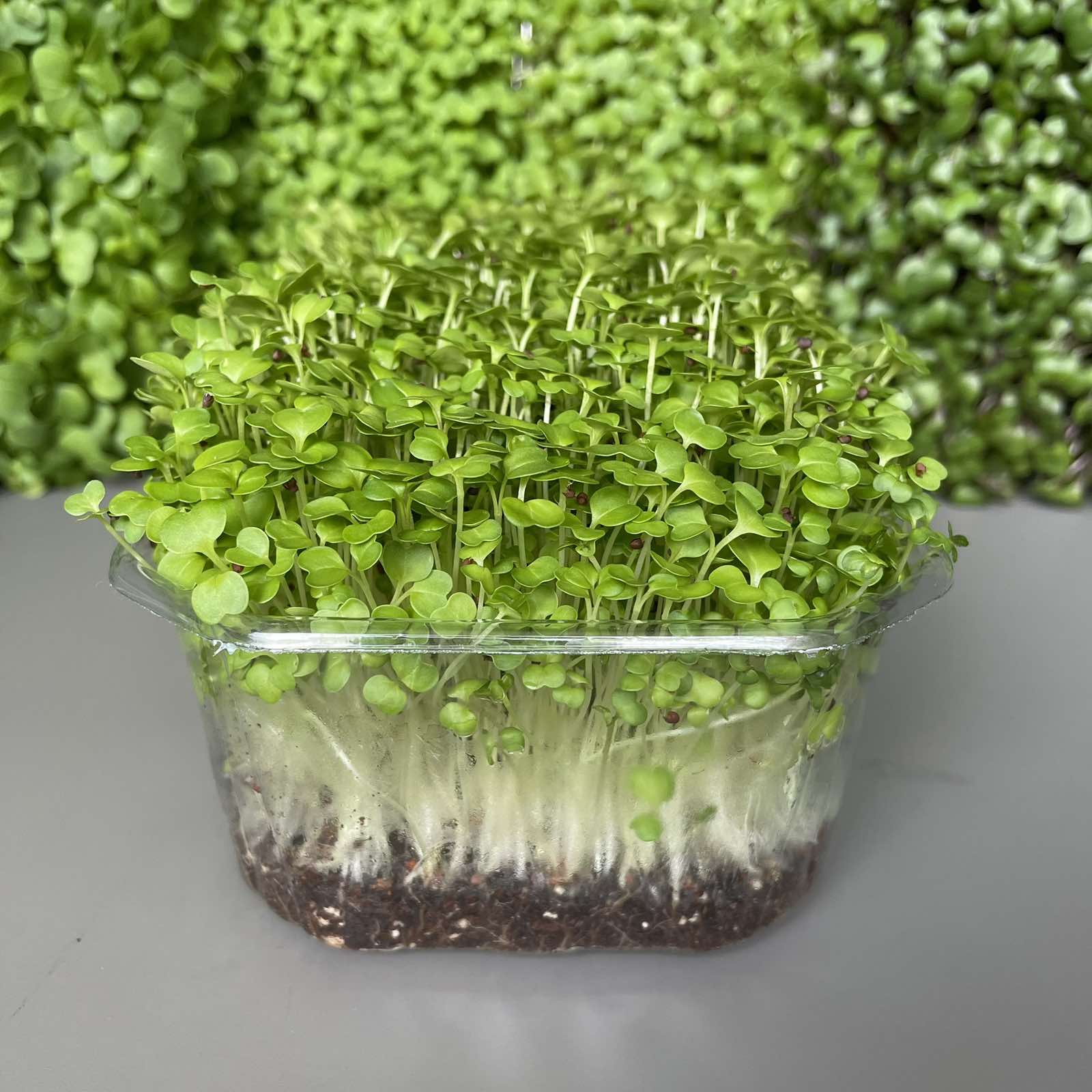 Μπρόκολο, broccoli microgreen