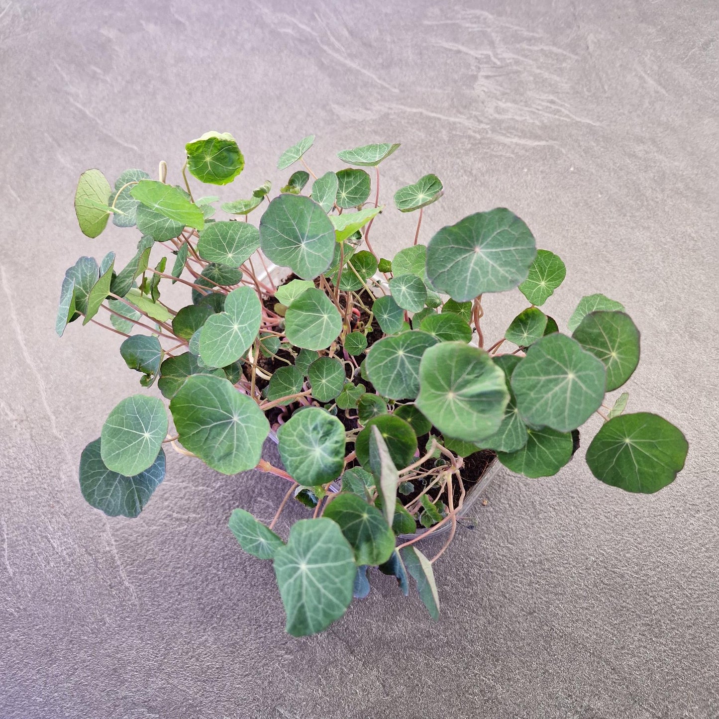 Nasturtium, empress of india microgreen