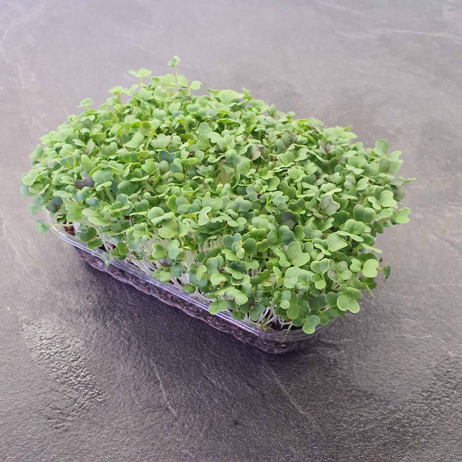 Pak Choi, Red microgreen
