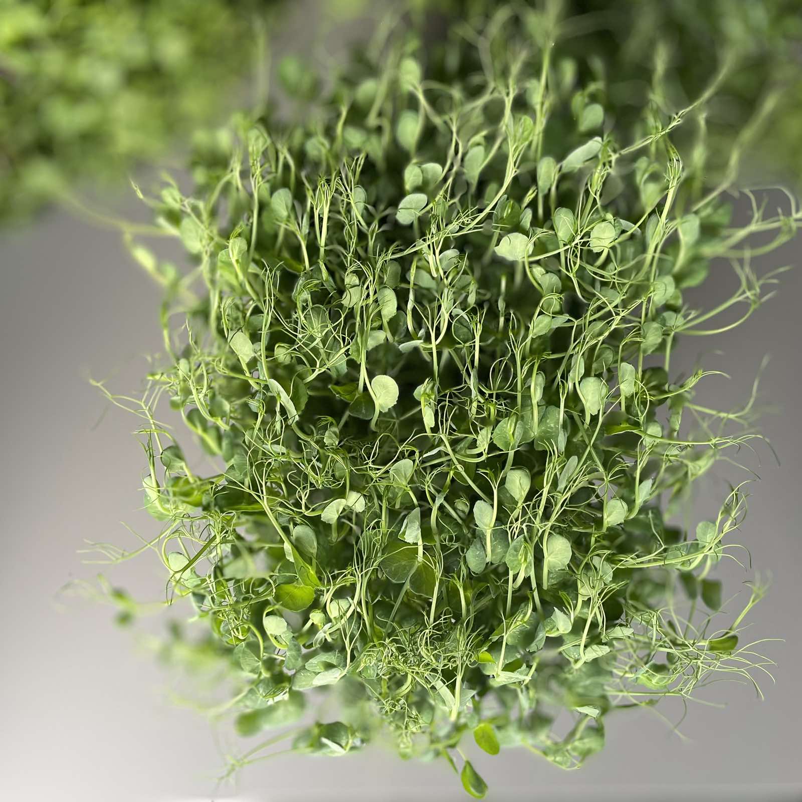 Μπιζέλι, pea microgreen