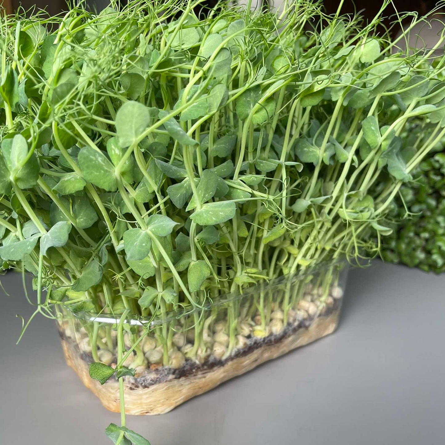 Μπιζέλι, pea microgreen