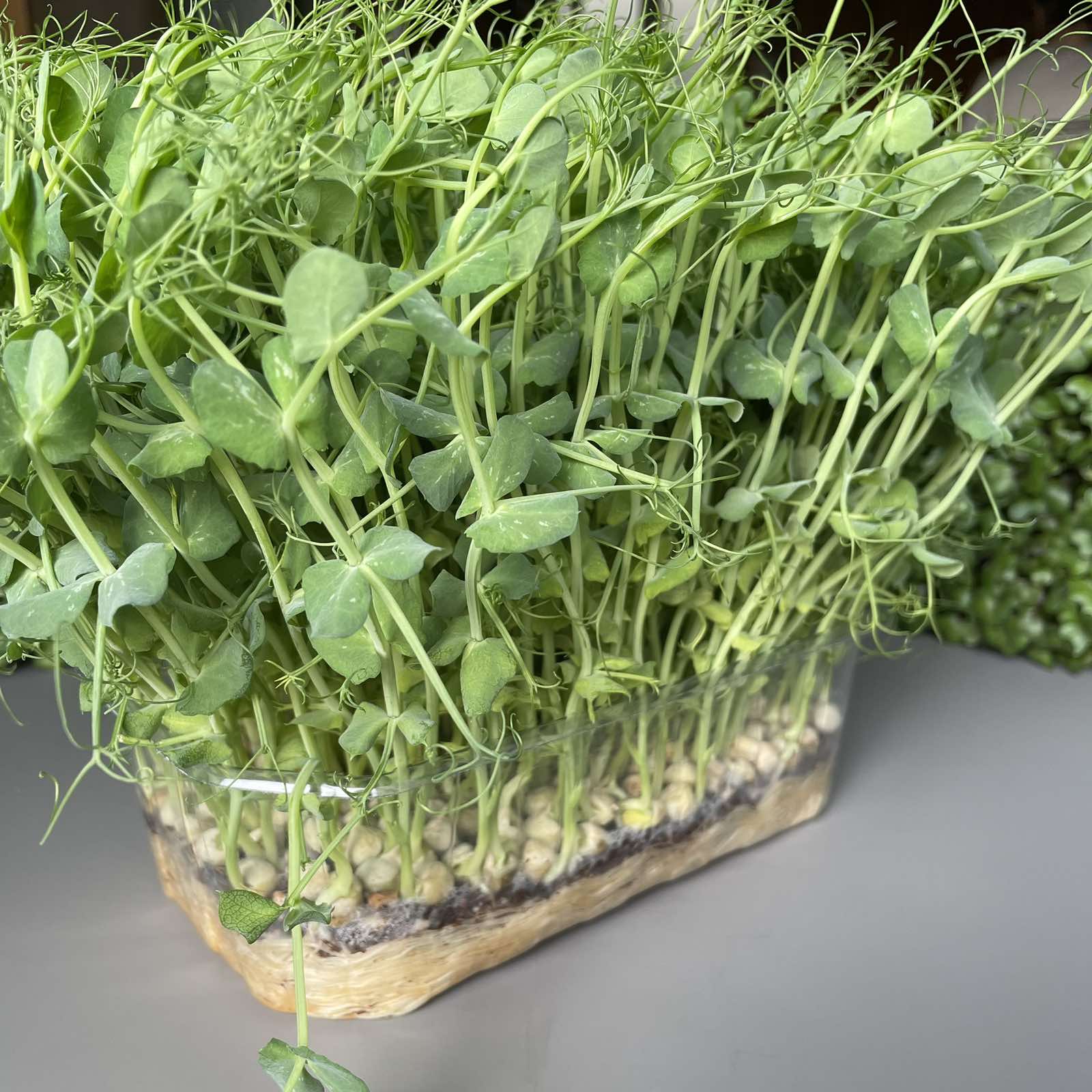Μπιζέλι, pea microgreen
