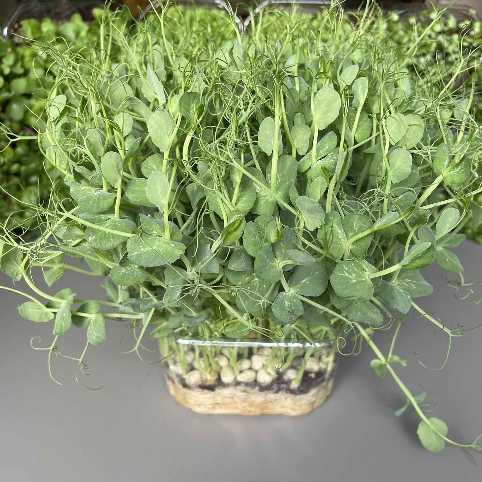 Μπιζέλι, pea microgreen