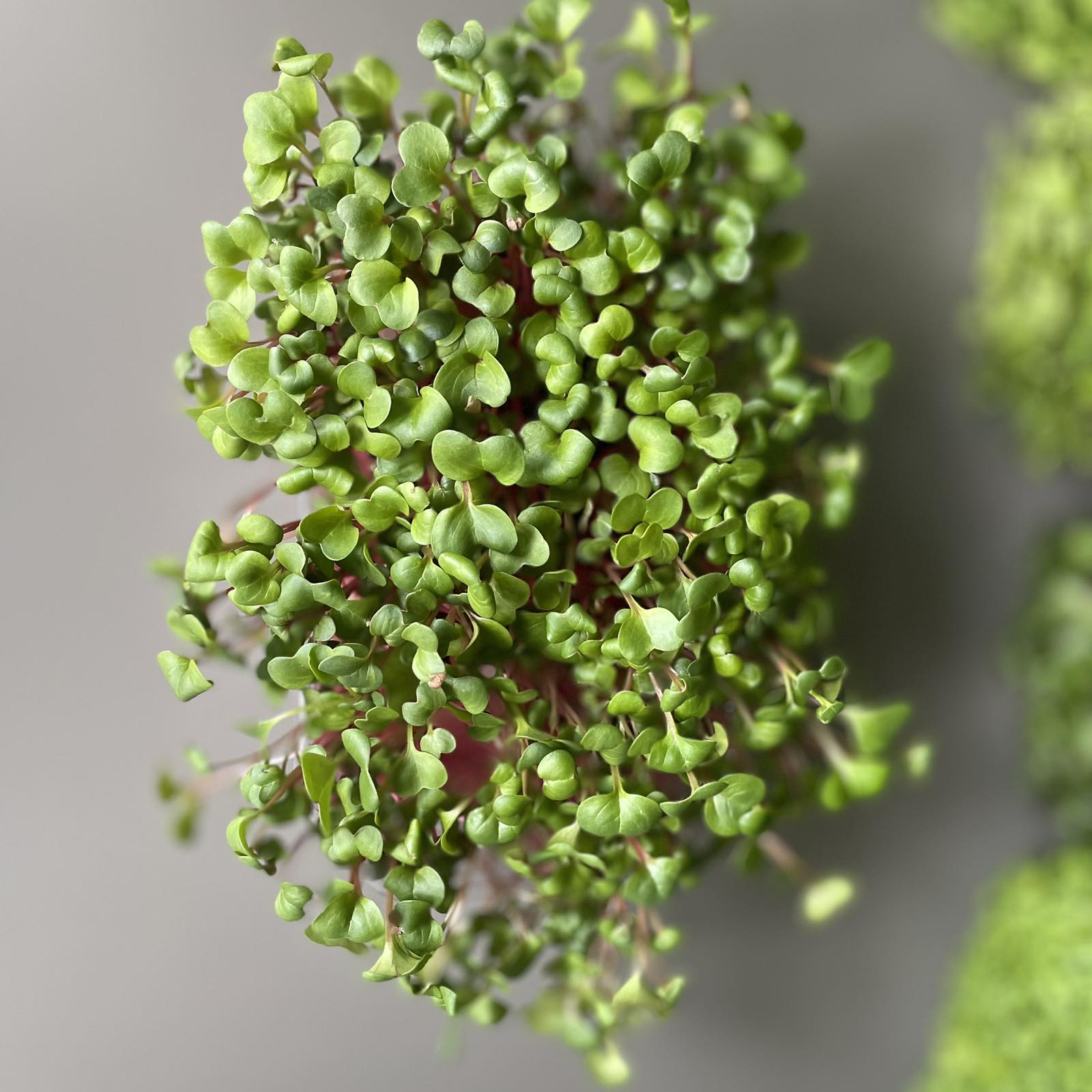 Ραπανάκι, radish, red coral microgreen