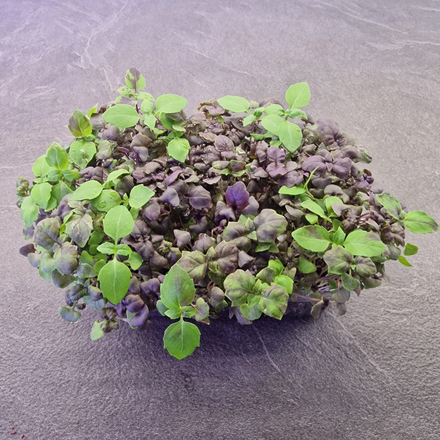 Μωβ Βασιλικός Basil purple