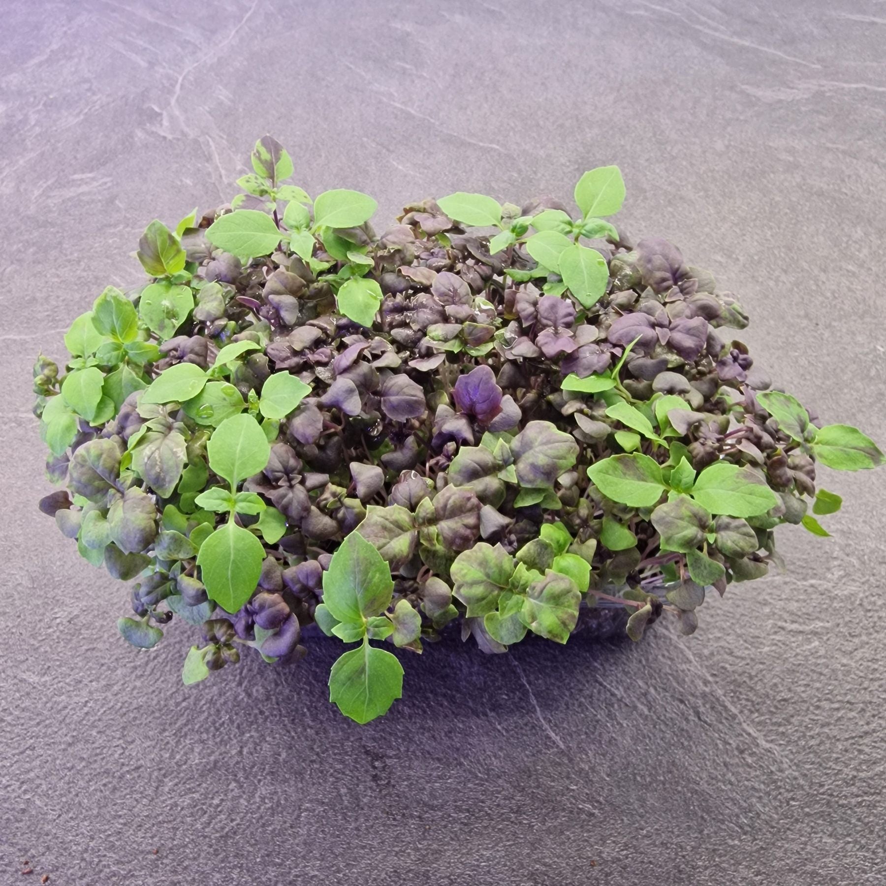 Μωβ Βασιλικός Basil purple