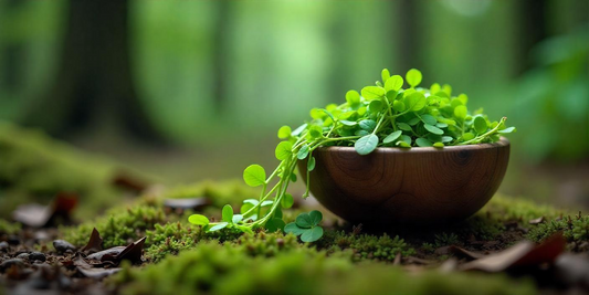 Δημιουργικές Σαλάτες με Microgreens: 3 Συνταγές για Υγιεινή Απόλαυση