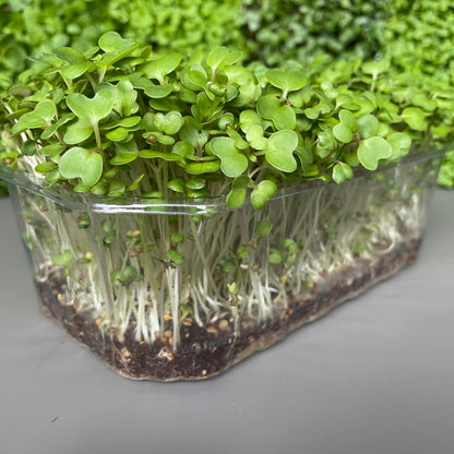 Μουστάρδα, black mustard microgreen