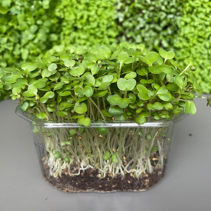 Μουστάρδα, black mustard microgreen