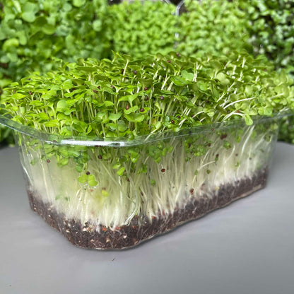 Μπρόκολο, broccoli microgreen