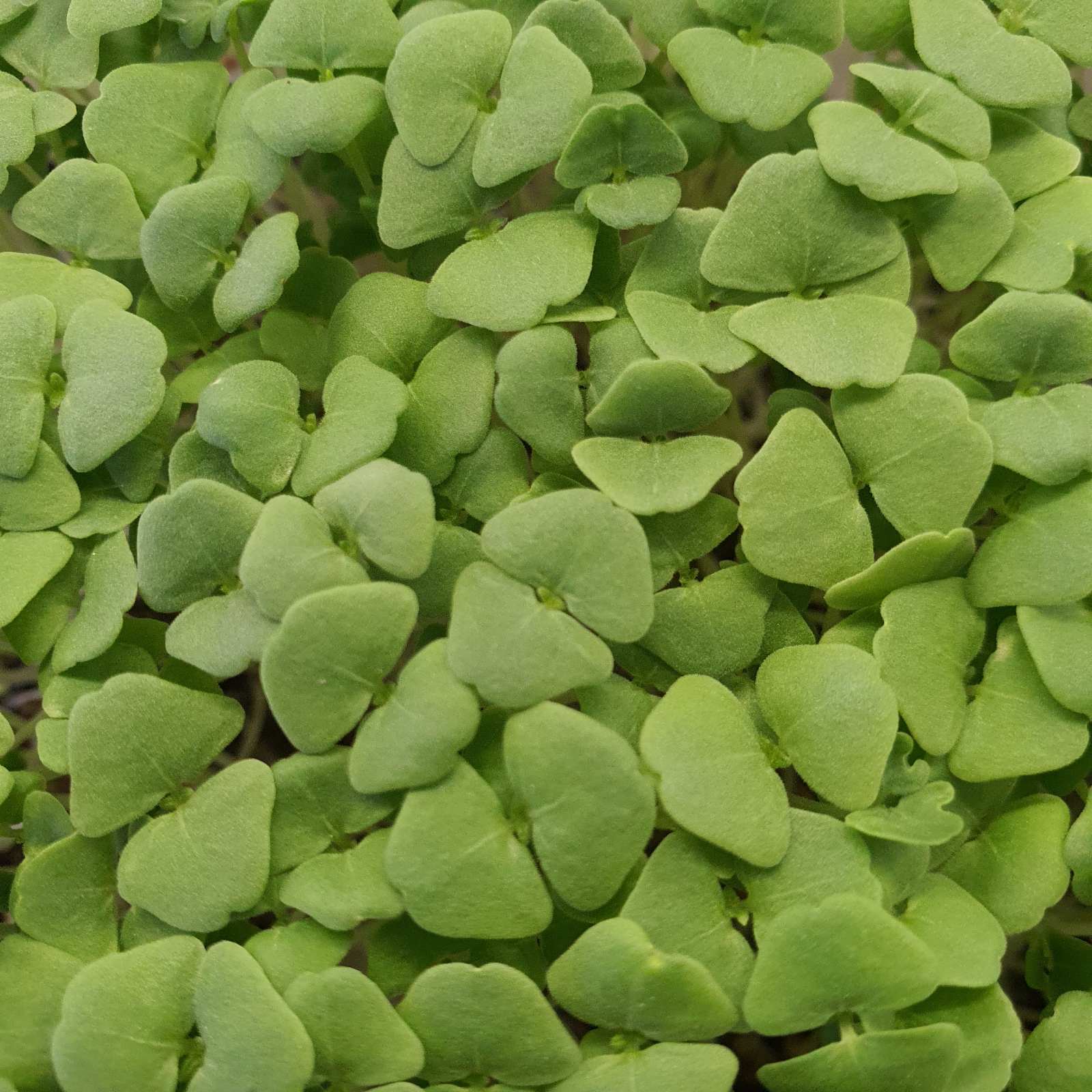 Chia microgreen