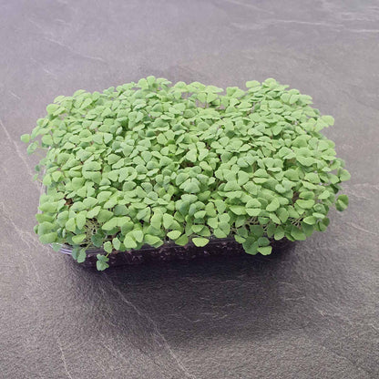 Chia microgreen