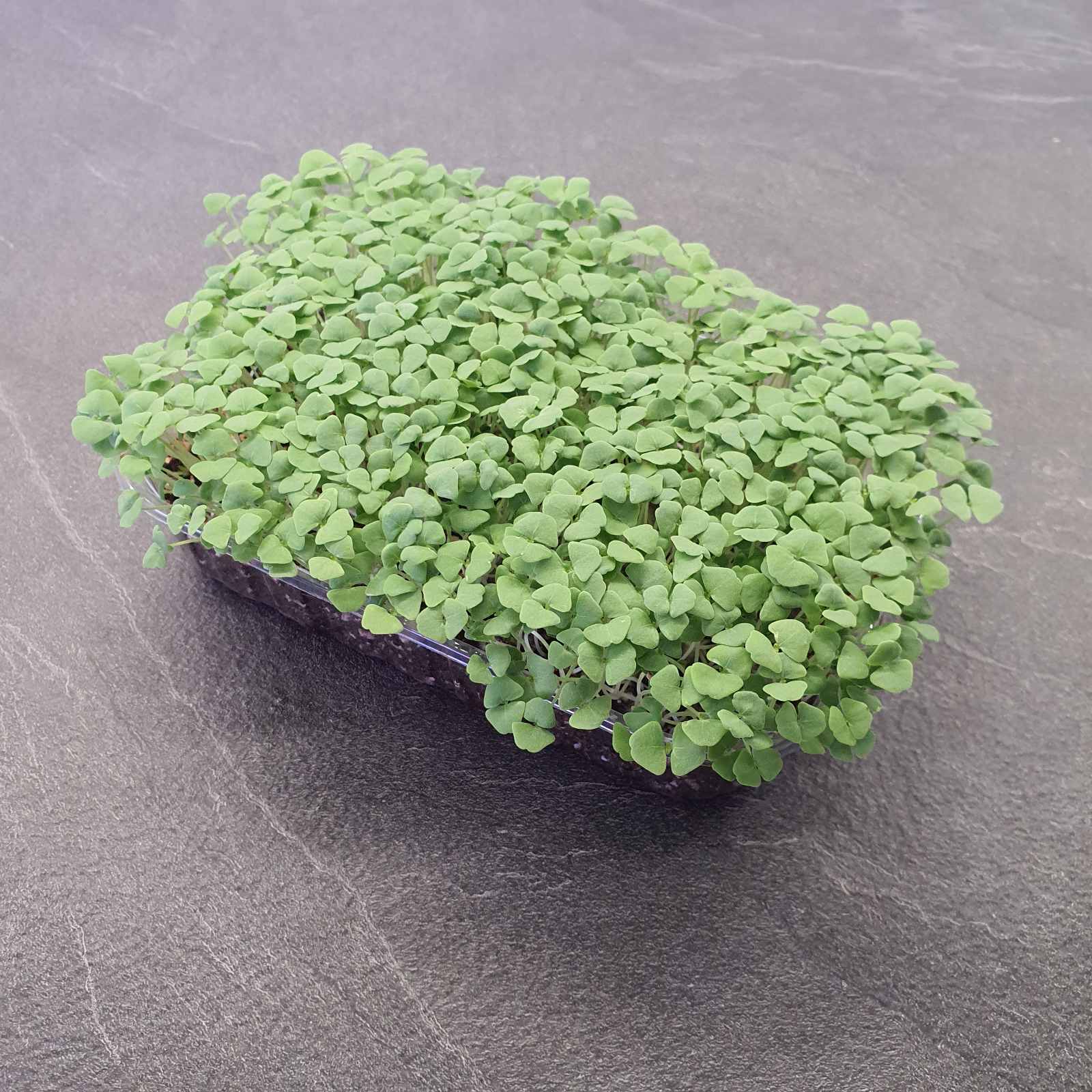 Chia microgreen