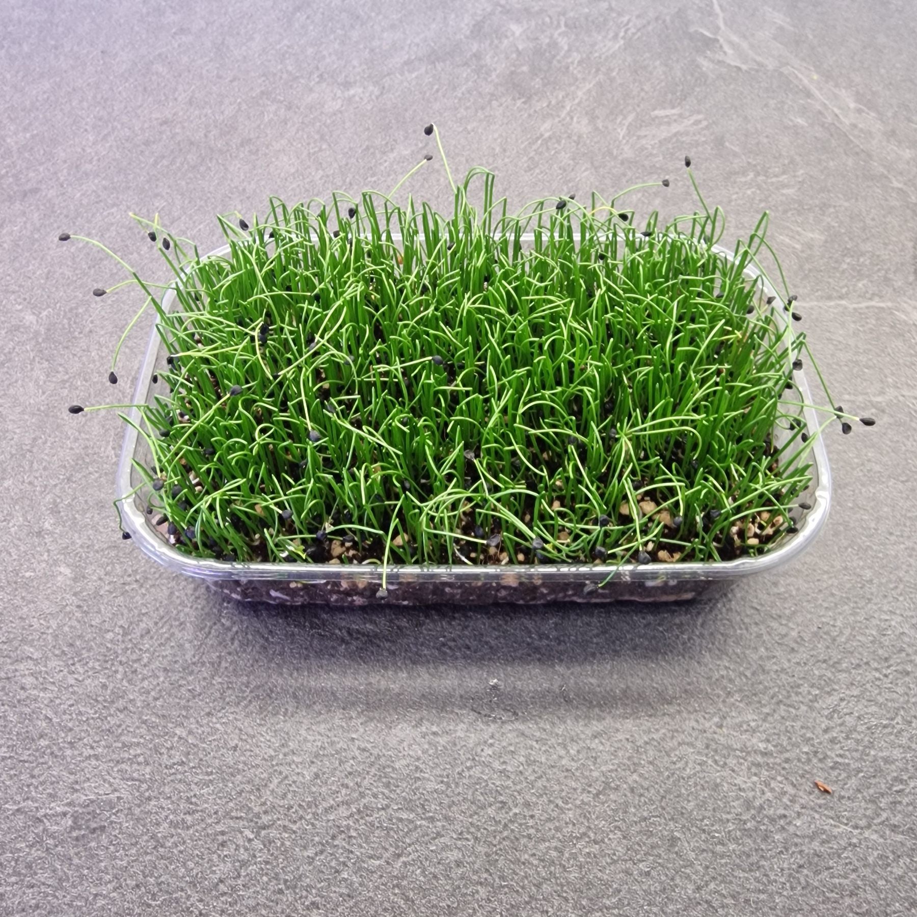 Σκόρδο garlic microgreen