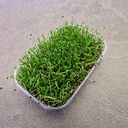 Σκόρδο garlic microgreen