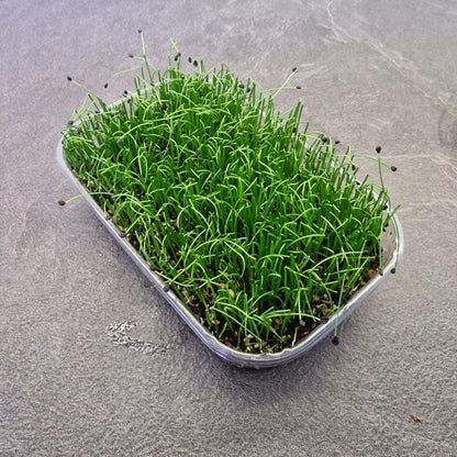 Σκόρδο garlic microgreen