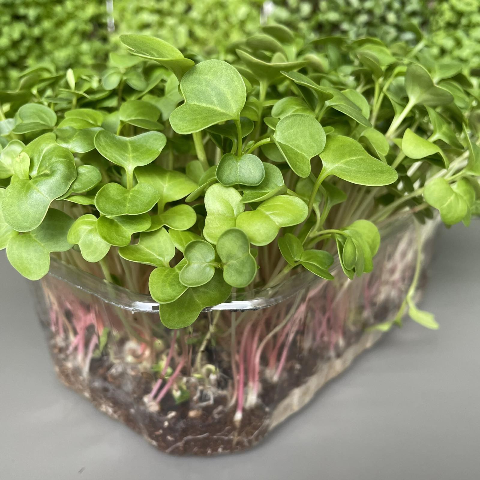 Πράσινο ραπανάκι, green radish microgreen