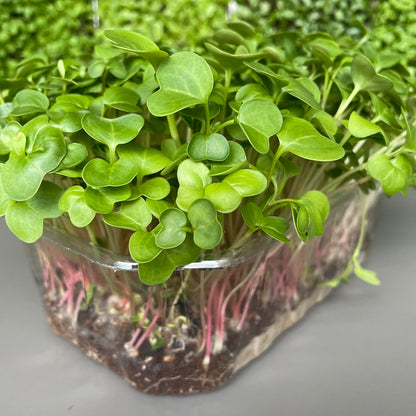 Πράσινο ραπανάκι, green radish microgreen
