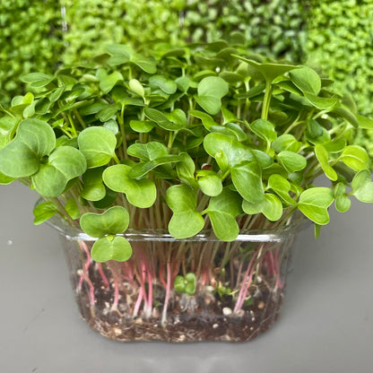 Πράσινο ραπανάκι, green radish microgreen