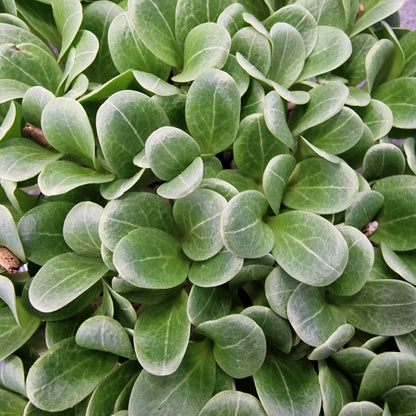 Γαϊδουράγκαθο, milk thistle microgreen