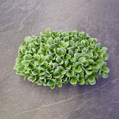 Γαϊδουράγκαθο, milk thistle microgreen