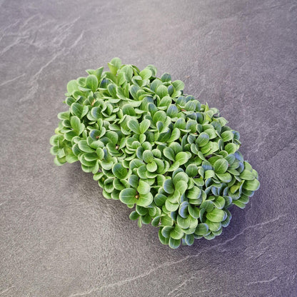 Γαϊδουράγκαθο, milk thistle microgreen