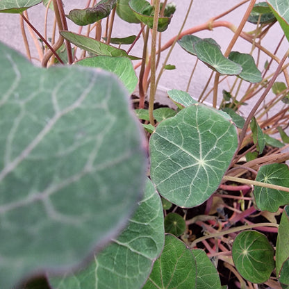 Nasturtium, empress of india microgreen