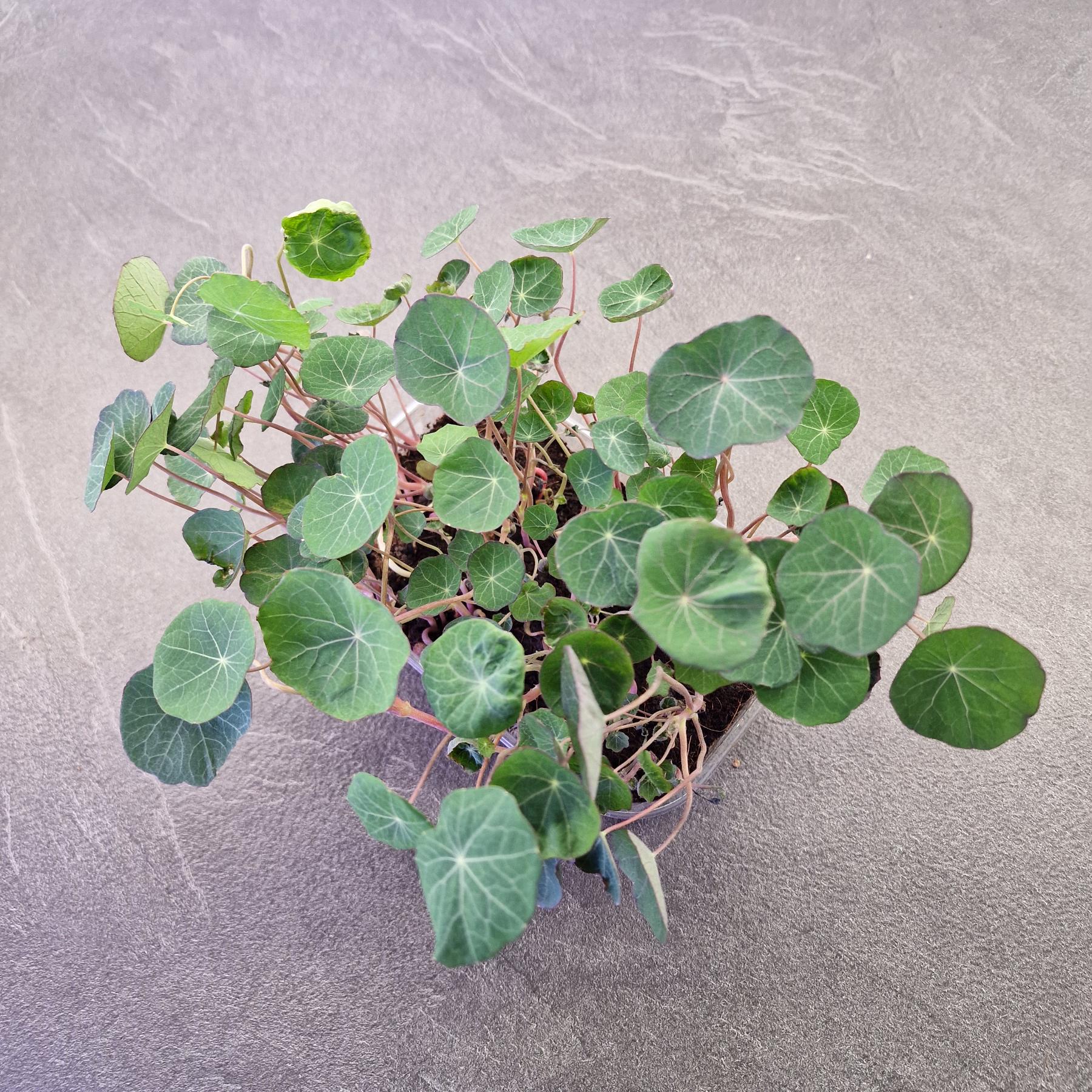 Nasturtium, empress of india microgreen