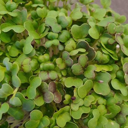 Pak Choi, Red microgreen