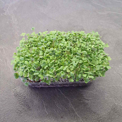 Pak Choi, Red microgreen