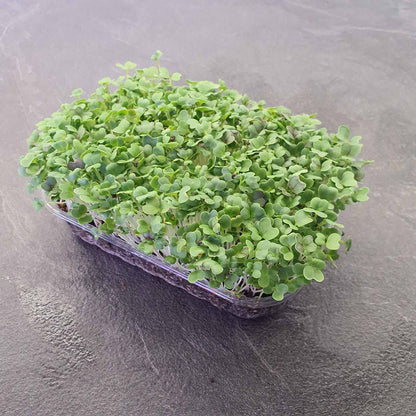 Pak Choi, Red microgreen