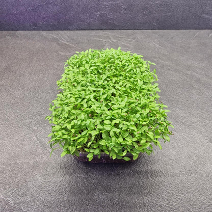 Μαϊντανός, Parsley