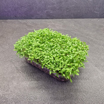 Μαϊντανός, Parsley