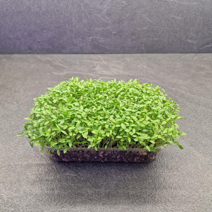 Μαϊντανός, Parsley