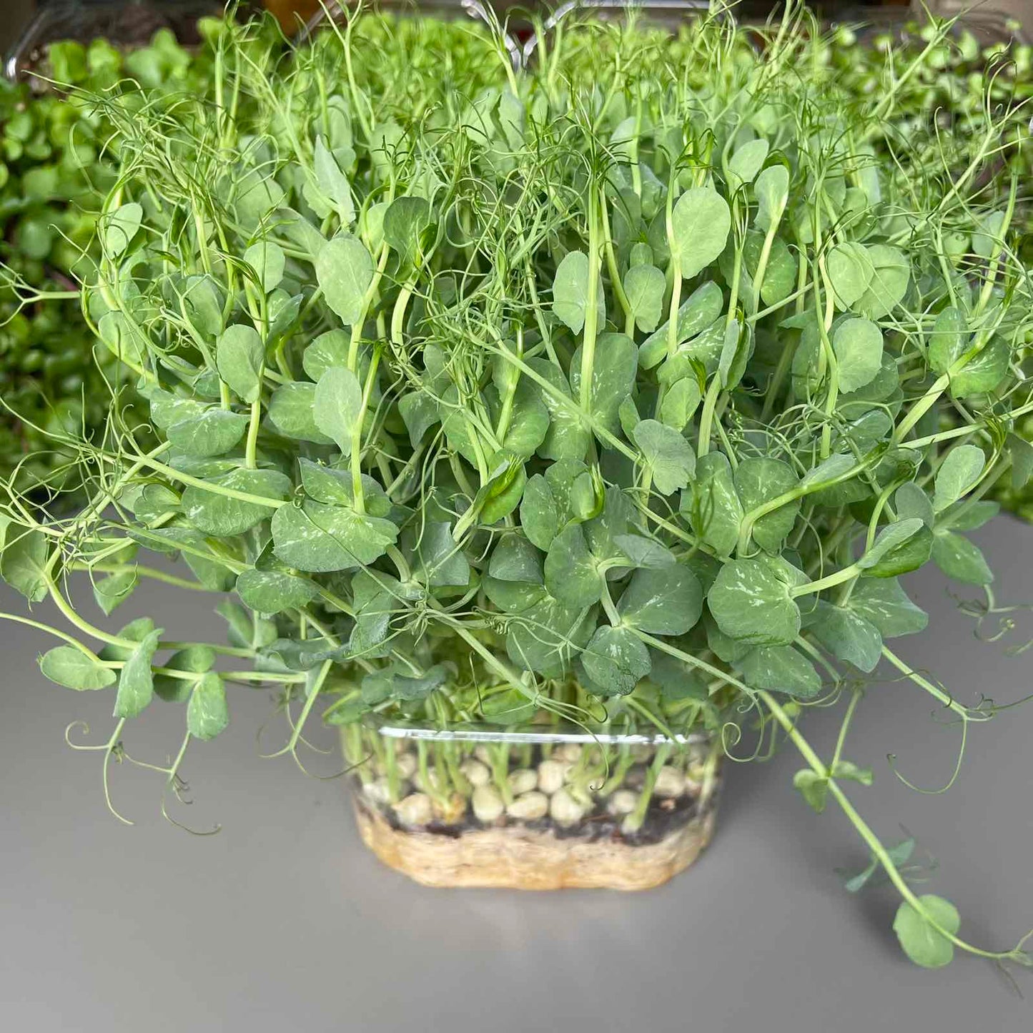 Μπιζέλι, pea microgreen