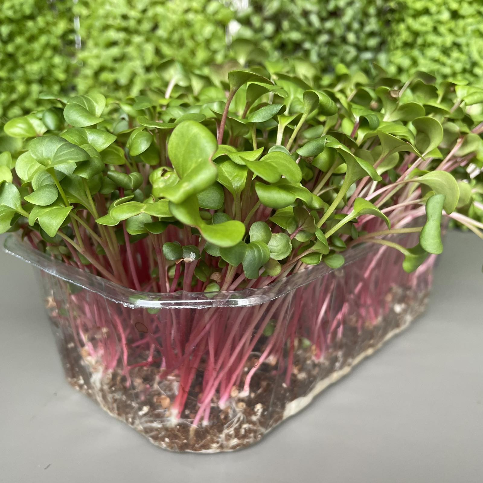 Ραπανάκι, radish, red coral microgreen