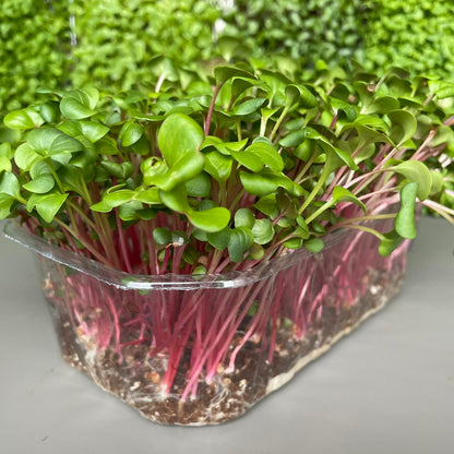 Ραπανάκι, radish, red coral microgreen