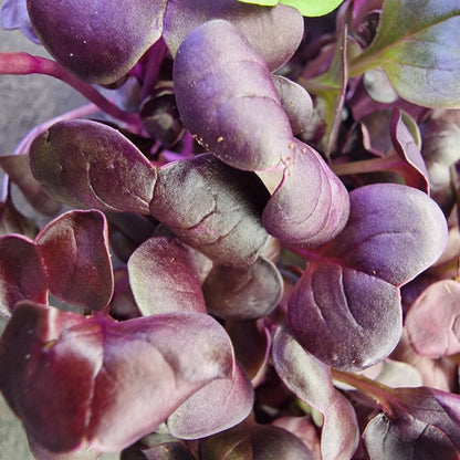 Ραπανάκι, radish, red rambo microgreen