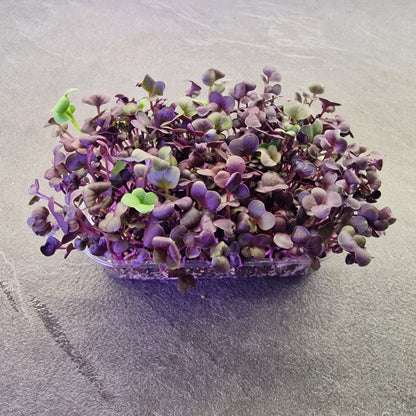 Ραπανάκι, radish, red rambo microgreen