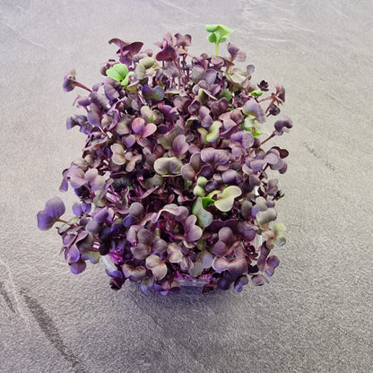 Ραπανάκι, radish, red rambo microgreen