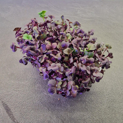 Ραπανάκι, radish, red rambo microgreen