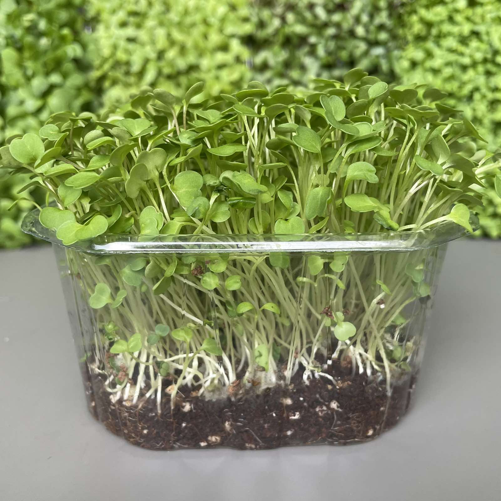Ρόκα, rocket microgreen