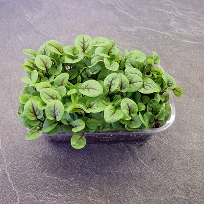 Οξαλίδα, sorrel, red veined microgreen