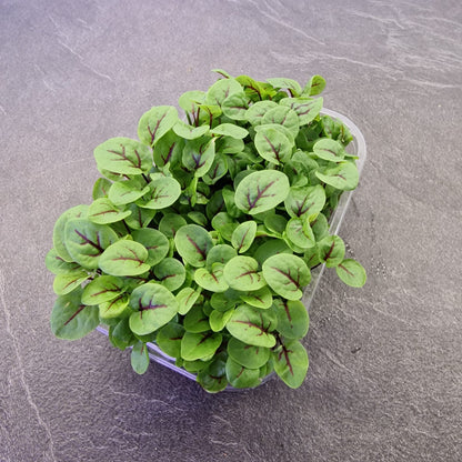 Οξαλίδα, sorrel, red veined microgreen