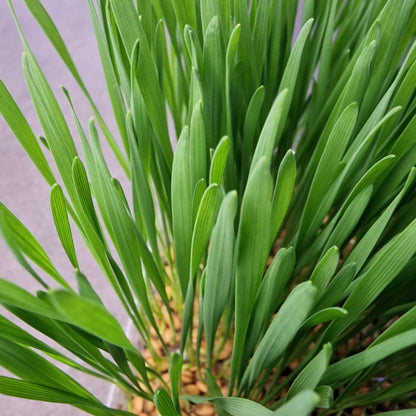 Σιταρόχορτο, Wheatgrass