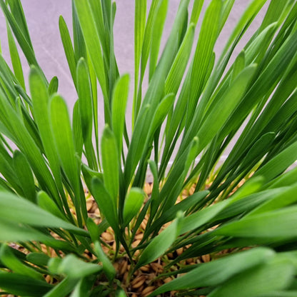 Σιταρόχορτο, Wheatgrass